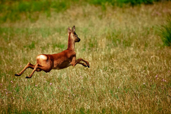 Deer running in brush