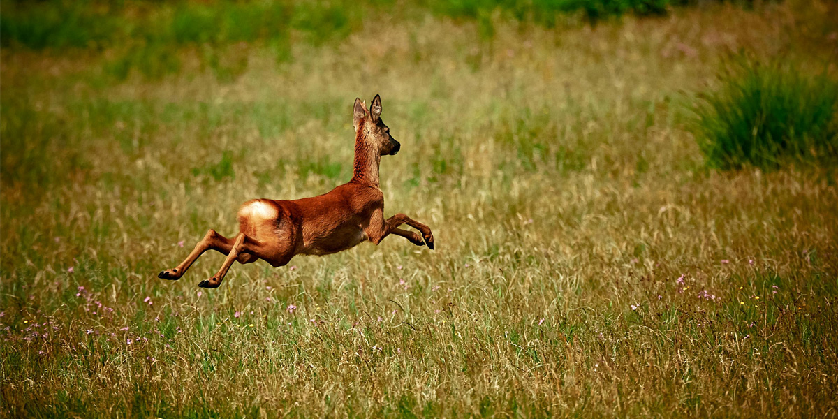 Deer running in brush
