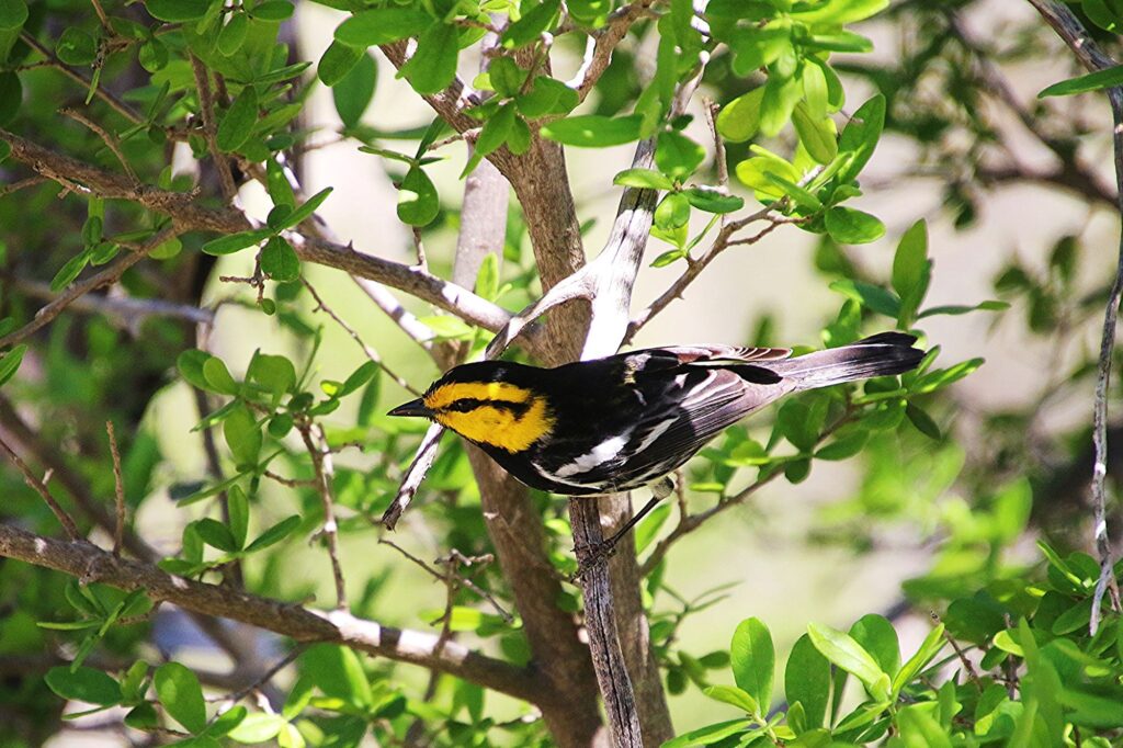 Golden-cheek Warbler in a tree