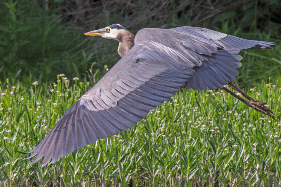 Great Blue Heron flying over water