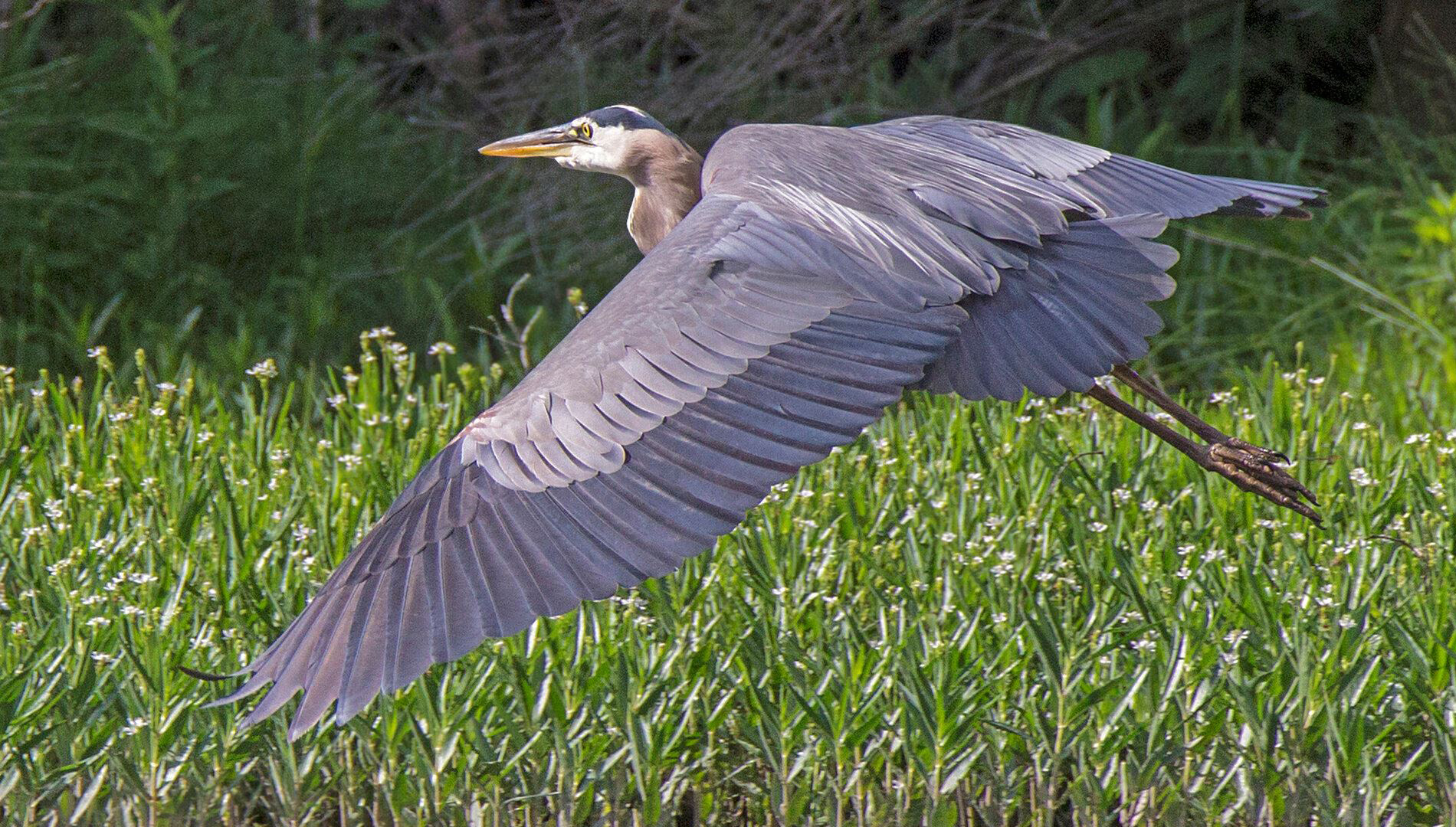 Great Blue Heron flying over water