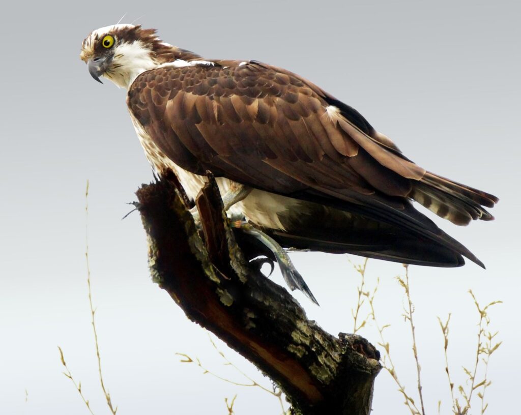 Osprey on a branch