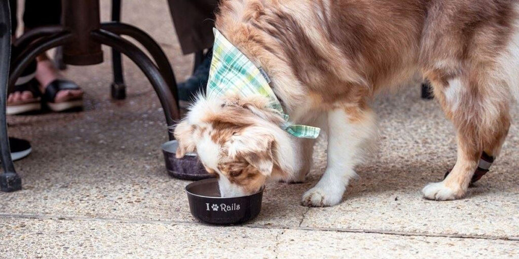 Dog drinking water out of bowl