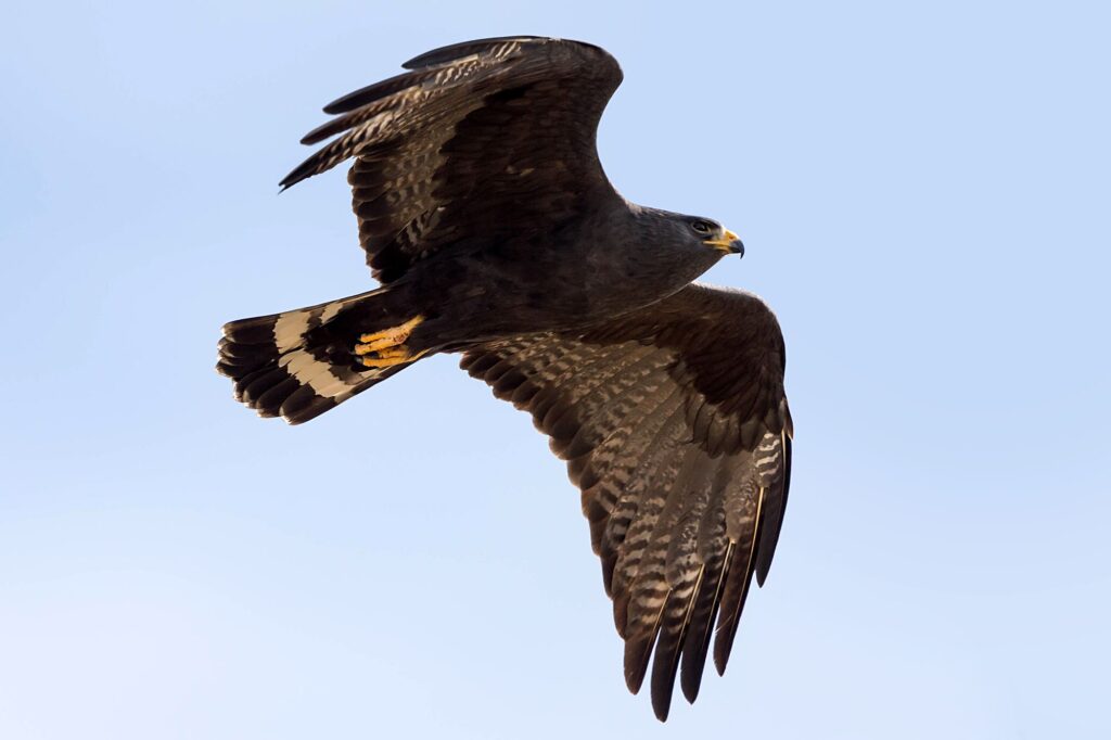 Zone-tailed Hawk flying