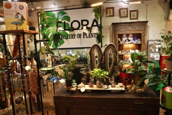 Wide variety and collection of plants and decor.