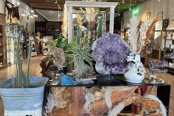 Rich collection of vases and plants