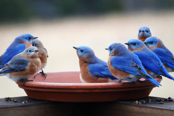 Birds drinking water out of planter