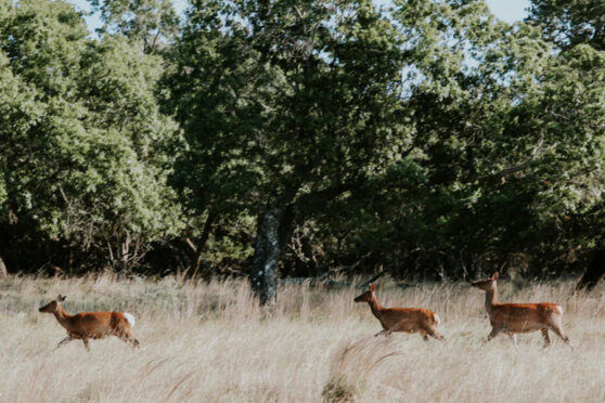 Deer in Field at Broken Arrow Ranch