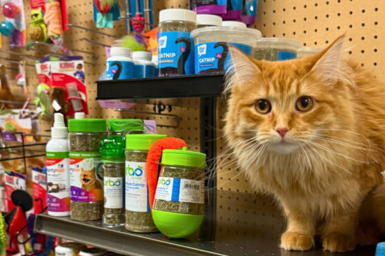 Pet Supplies Plus offers a wide selection of pet food, toys, and grooming services. Shop local for everything your pets need at affordable prices!