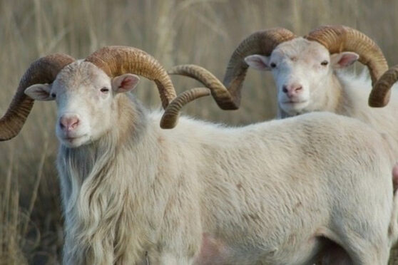 Dall-Sheep-on-Shonto-Ranch