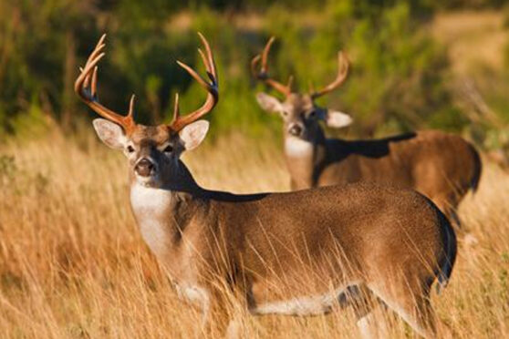 Deer at Stowers Ranch