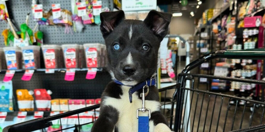 Dog in Shopping cart