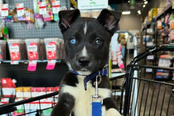 Dog in Shopping cart