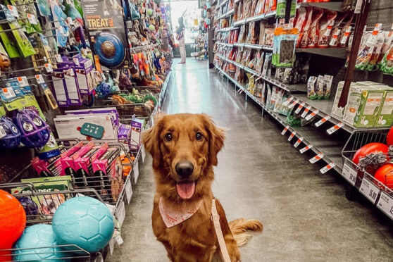 Dog in aisle at Pet Supplies Plus