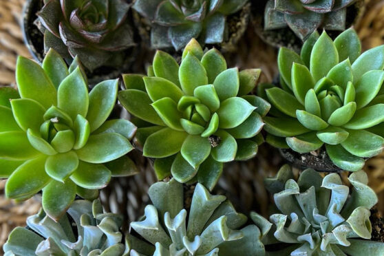 Especially Yours Florist succulents