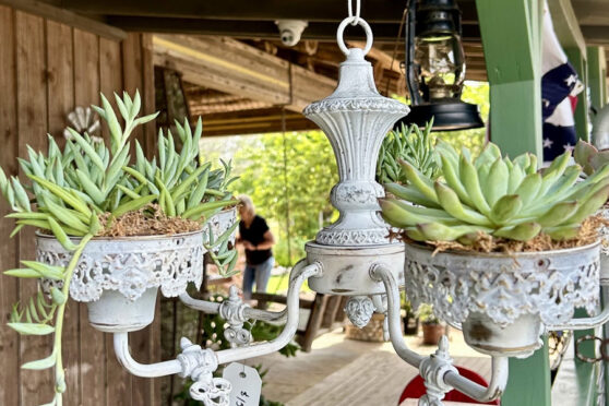 Hanging plants decor