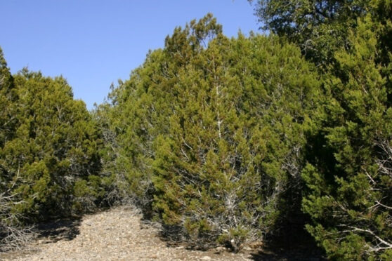 Kerrville Wildlife Management Area brush area