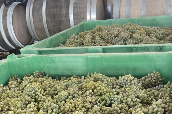 Kerrville Winery grape batches ready for processing