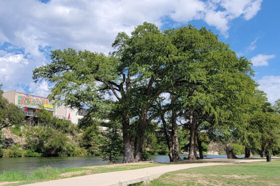 Louise Hays Park trail
