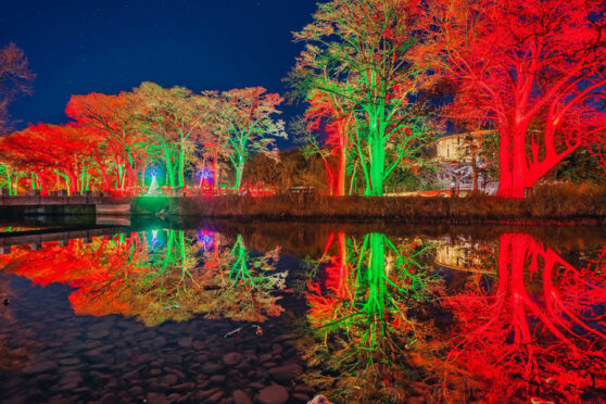 pond reflecting trees lighted green and red