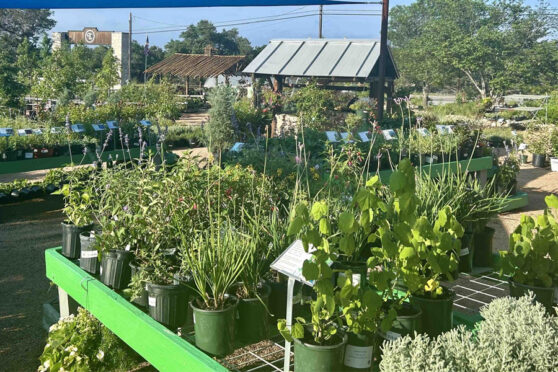 Plant Area at The Gardens at the Ridge