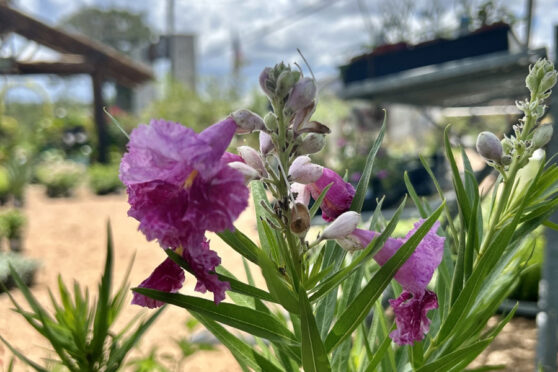 Purple flower at The Gardens at the Ridge