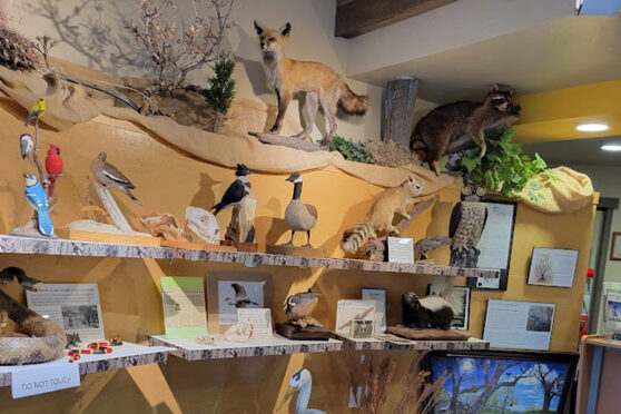 Riverside Nature Center Animal Display