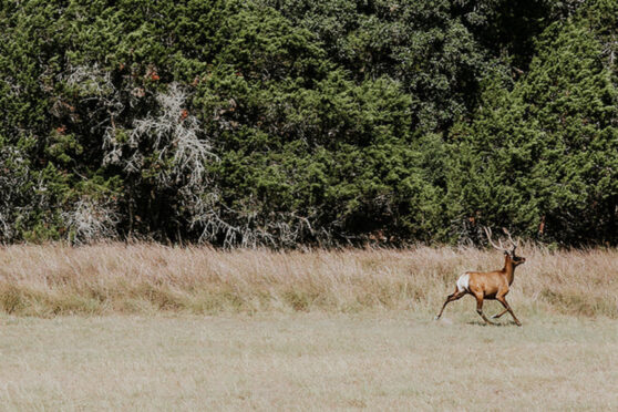 Running Deer at Broken Arrow Ranch