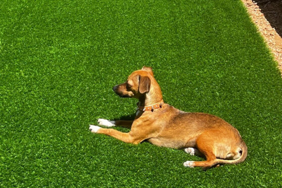 Tailchasers Patio + Pub - turf lawn