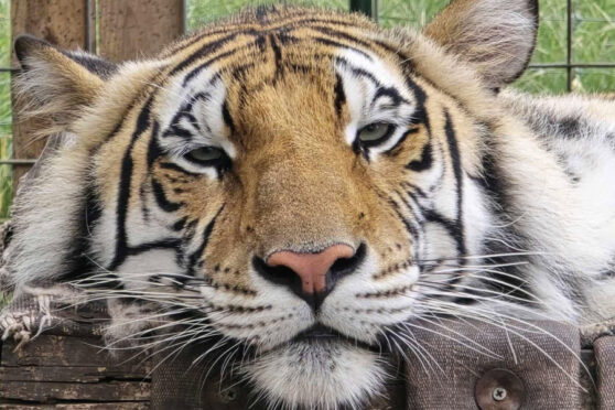 Tiger - Texas Wildlife Park