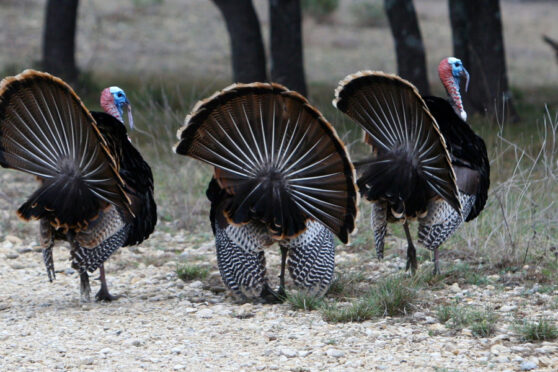 Turkeys at Shonto Ranch