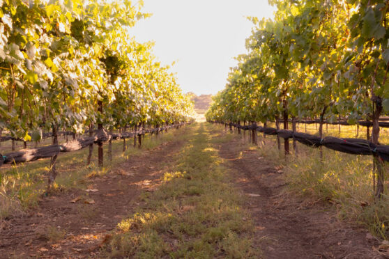 A row of grape vines at Turtle Creek Vineyards