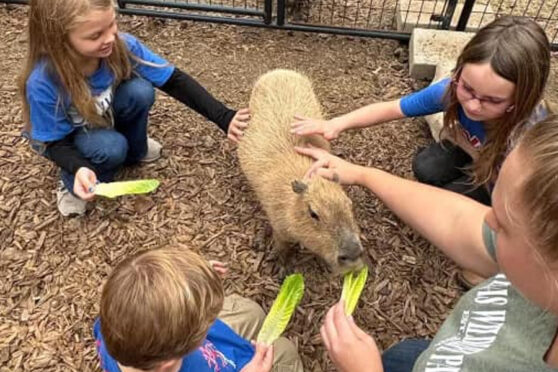 Visitor feeding wildlife - Texas Wildlife Park