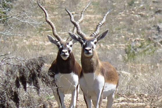 Wildlife at Stowers Ranch