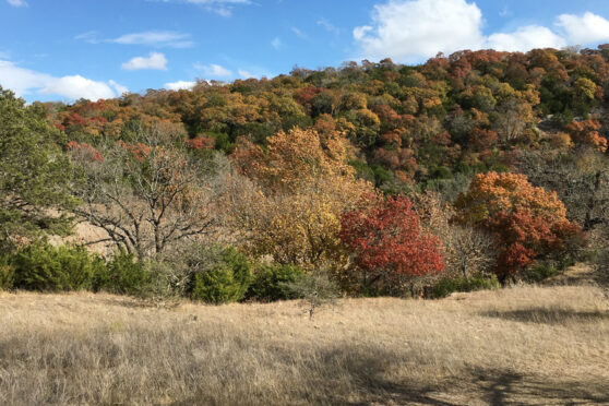 hill country at YMCA Roberts Ranch