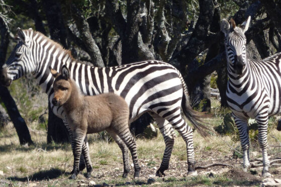 Zebras at Y.O. Ranch Headquarters