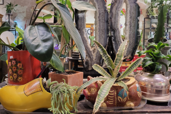 Assortment of plants