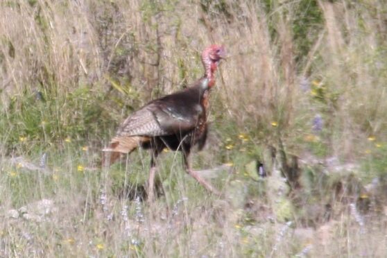 rio-grande-turkey