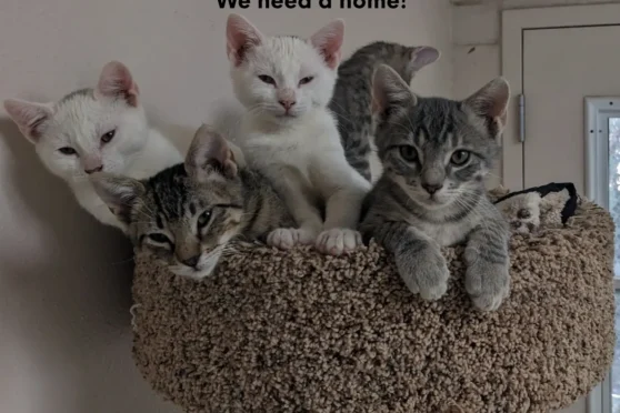 Kittens at The Humane Society of Kerrville up for adoption!