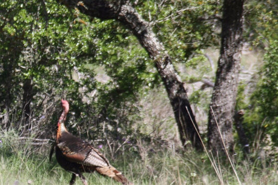 Turkey on Kerr Wildlife Management Area