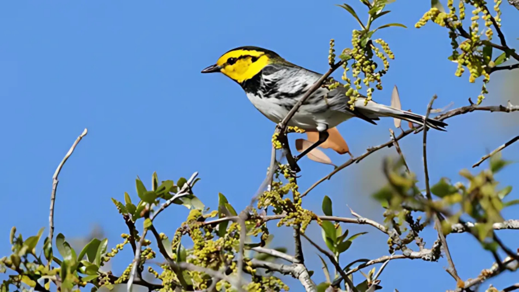 Golden-Cheeked Warbler