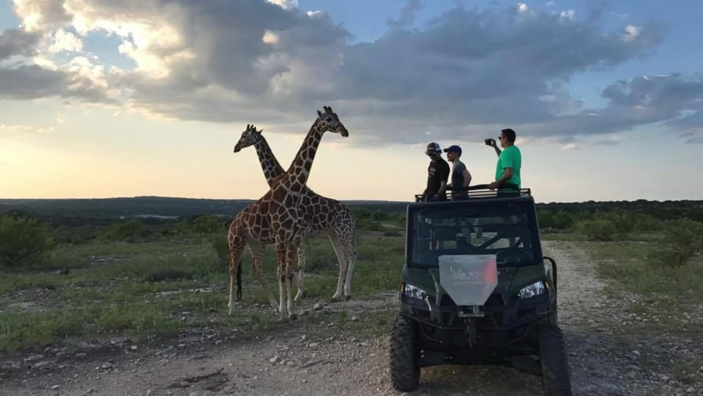 Tourist in off road vehicle taking photo of Giraffe YO Ranch
