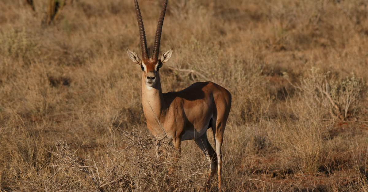 Exotic Animal in field