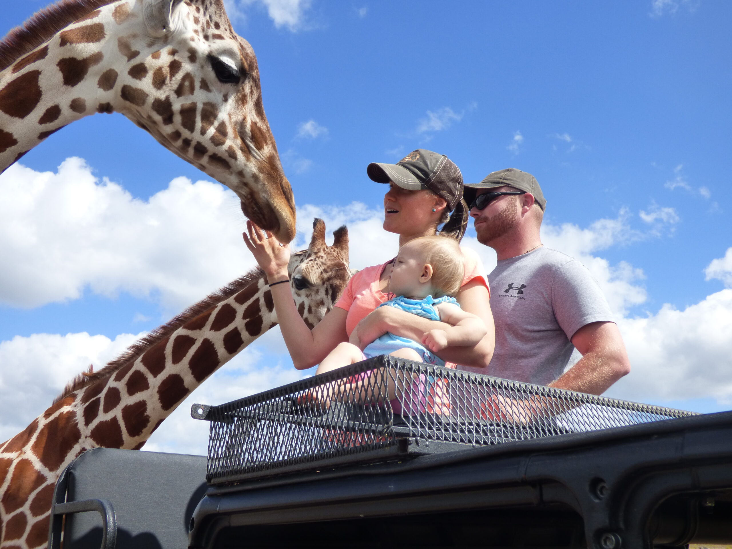 Family petting a giraffe from the top of a jeep