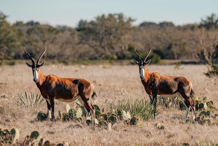 Antelope- Y.O. Ranch