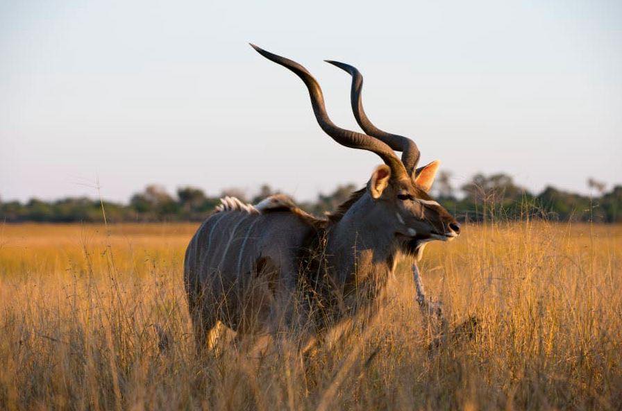 Kudu -spiral-horned antelope