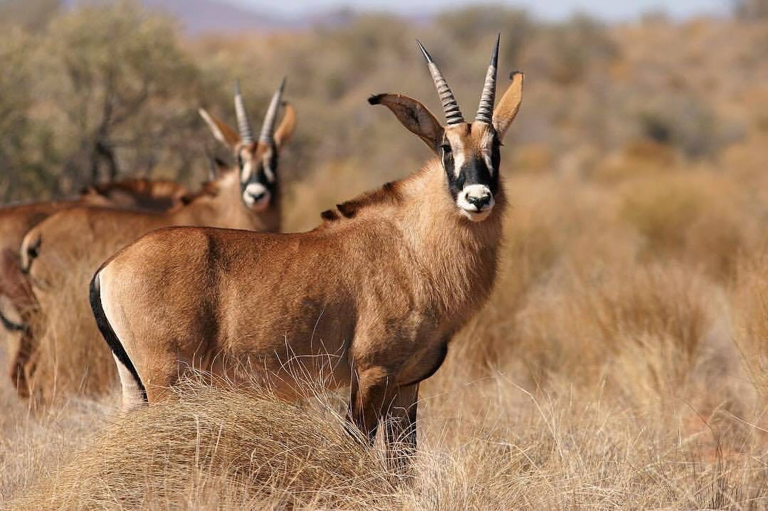 Roan antelope