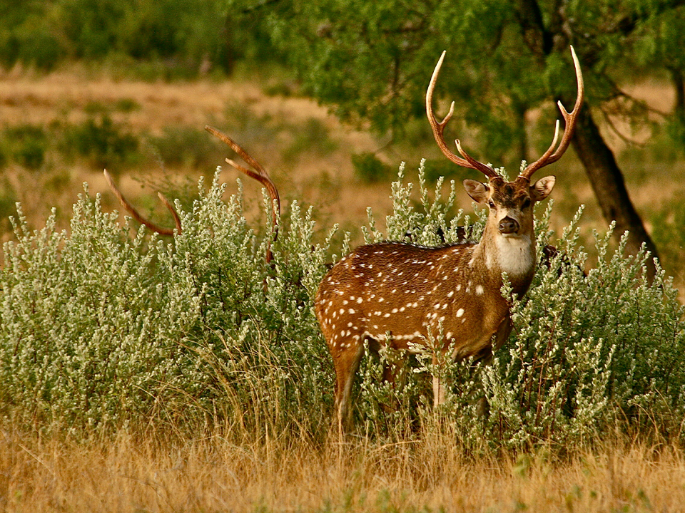 Axis deer with tall horns standing in the brush looking at the camera
