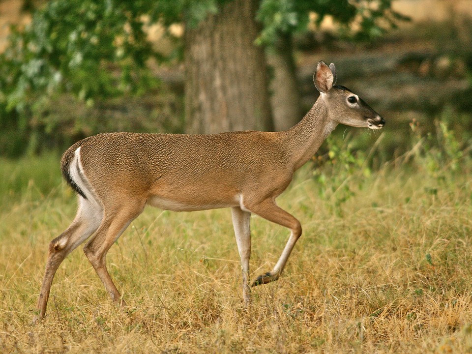 Deer running in grass