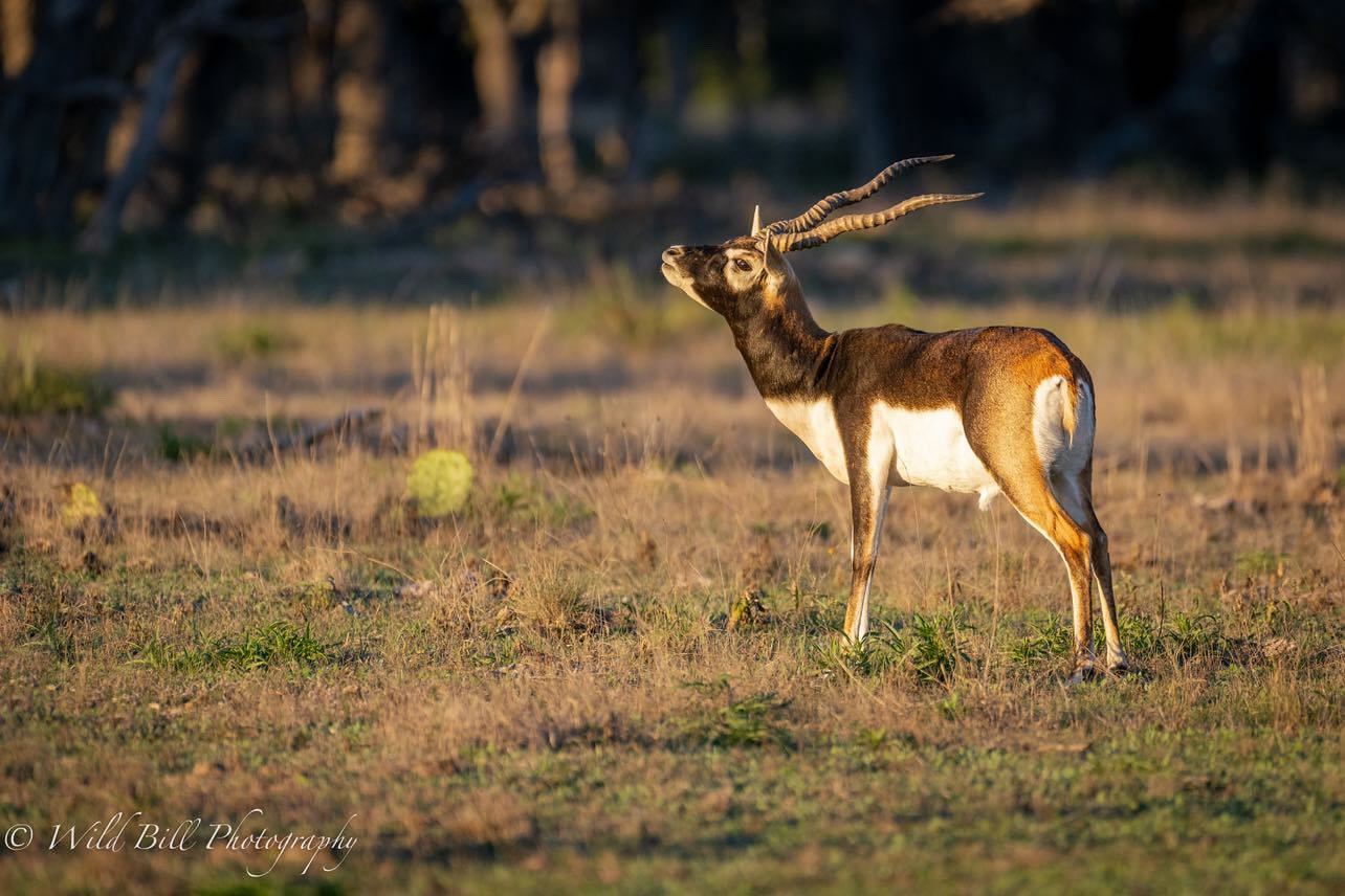blackbuck antelope
